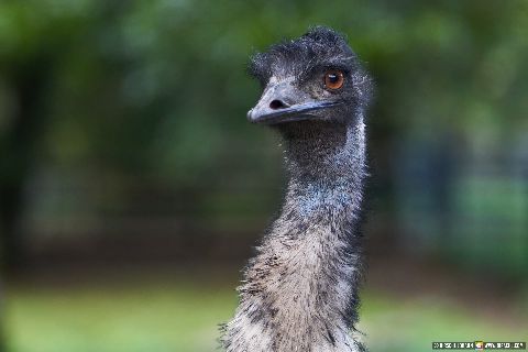 Gemeinde Straubing Landkreis Straubing-Bogen Zoo Tiergarten Straubing (Dirschl Johann) Deutschland SR